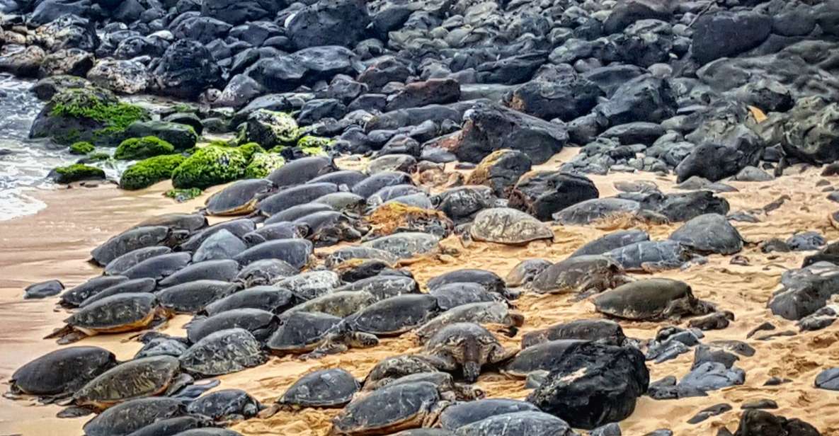 From Lahaina, Maui: Road to Hana Tour - Frequently Asked Questions