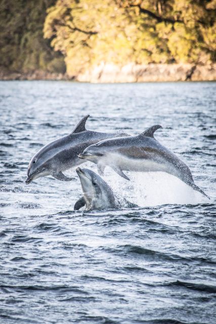 From Manapouri: Doubtful Sound Overnight Cruise - Frequently Asked Questions