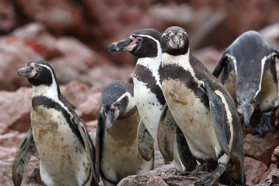 From Paracas: Ballestas Islands & Paracas National Reserve - Frequently Asked Questions