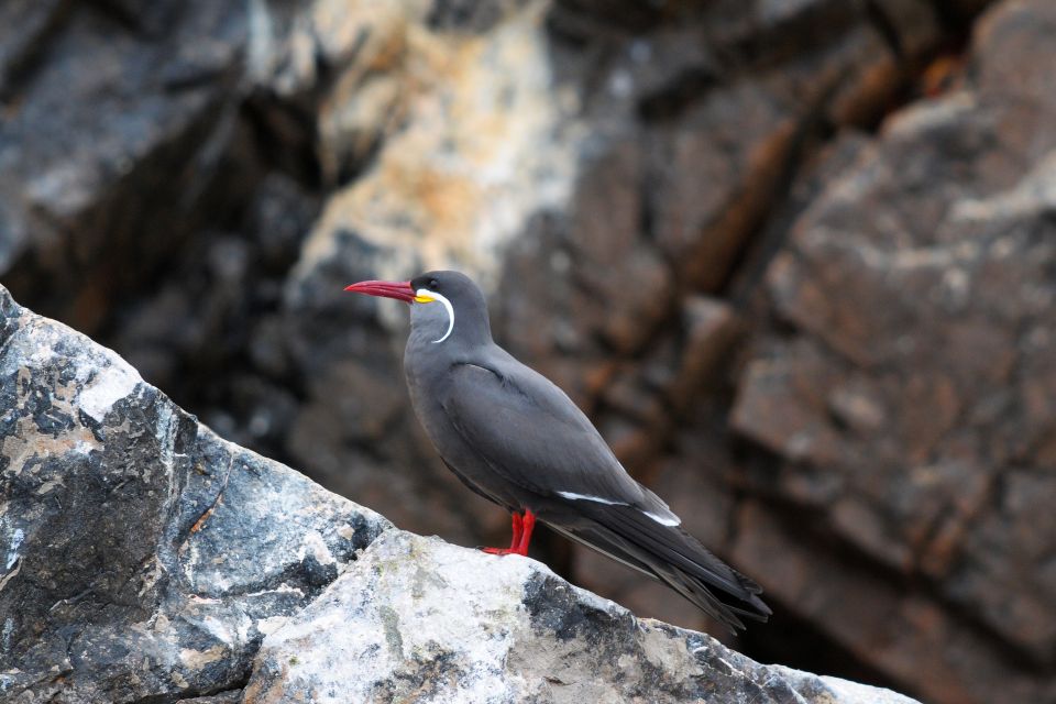 From Paracas: Scenic Boat Tour to Ballestas Island