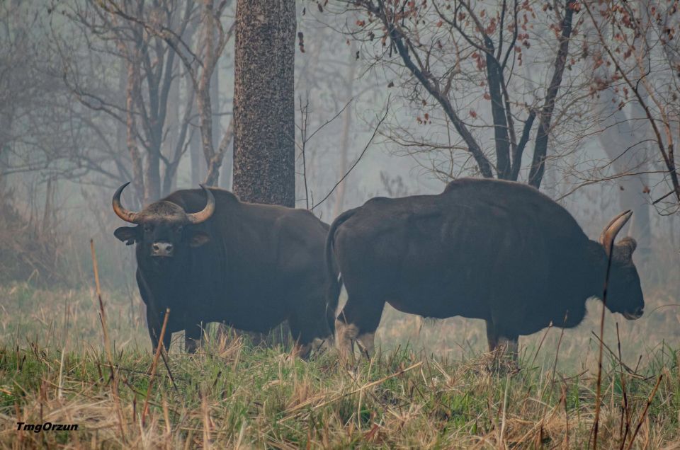 From Pokhara: Private 3-Day Chitwan Jungle Safari Tour - Frequently Asked Questions