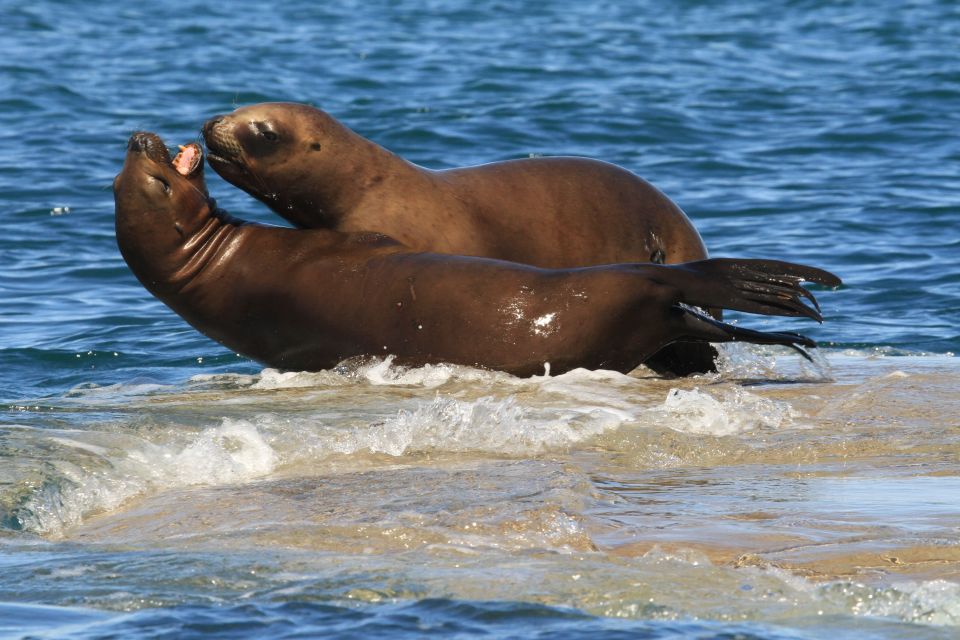 From Puerto Madryn: City and Punta Loma Tour - Frequently Asked Questions