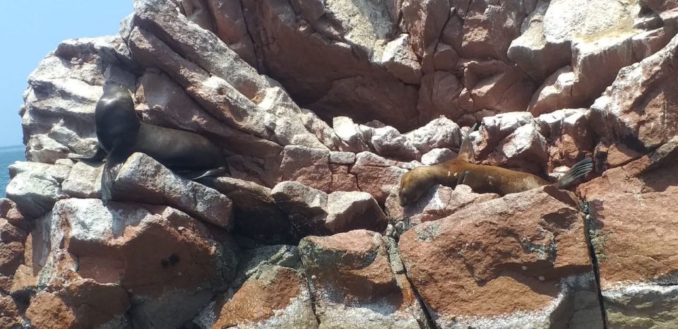 From San Martin Port: 2-Hour Ballestas Island - Frequently Asked Questions