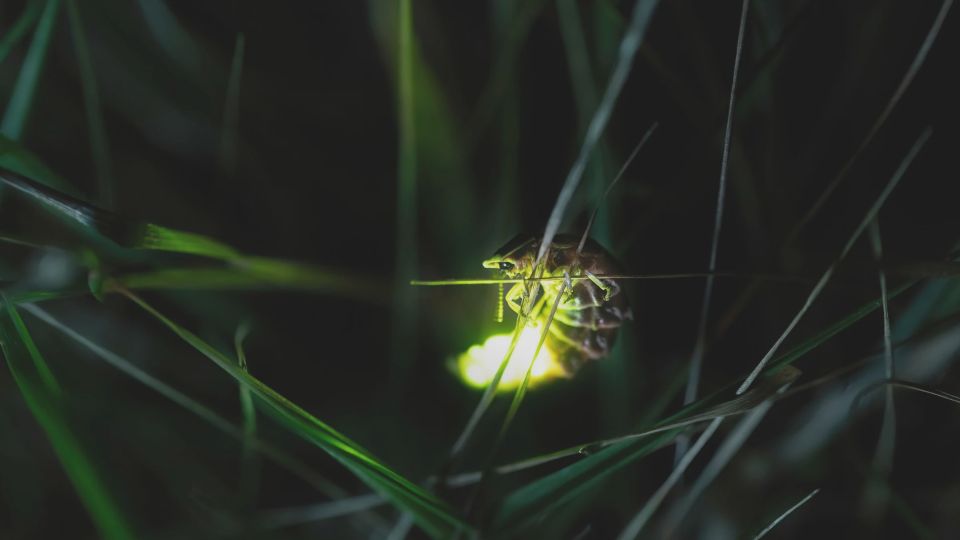 From Ubud: Evening Firefly Tour in Taro Village - Frequently Asked Questions