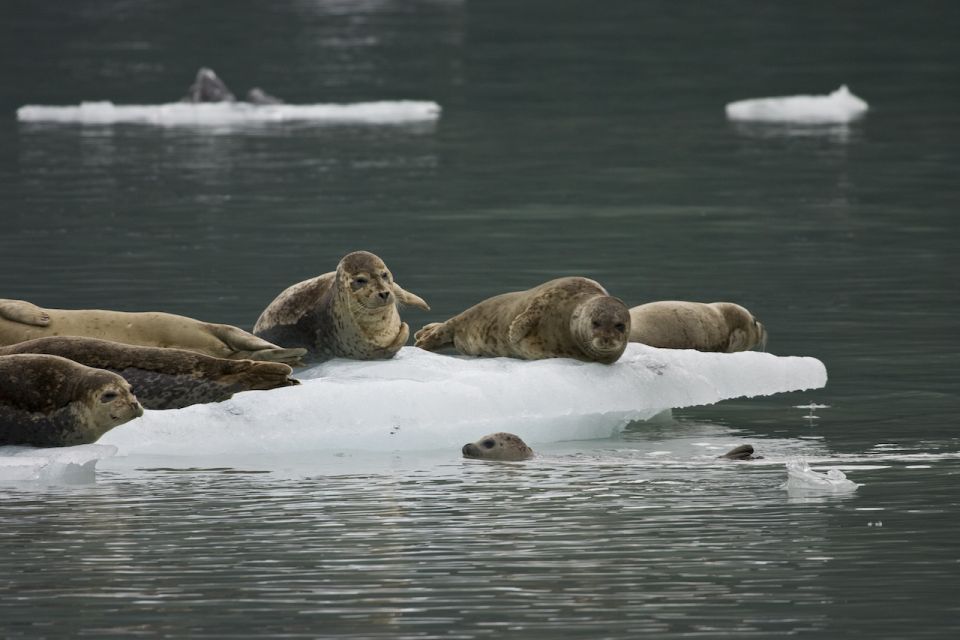 From Valdez: 7.5-hour Meares Glacier & Wildlife Cruise - Frequently Asked Questions