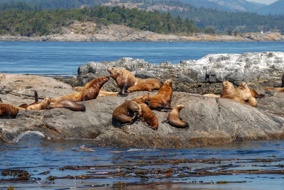 From Victoria: Whale Watching Trip on Covered Boat