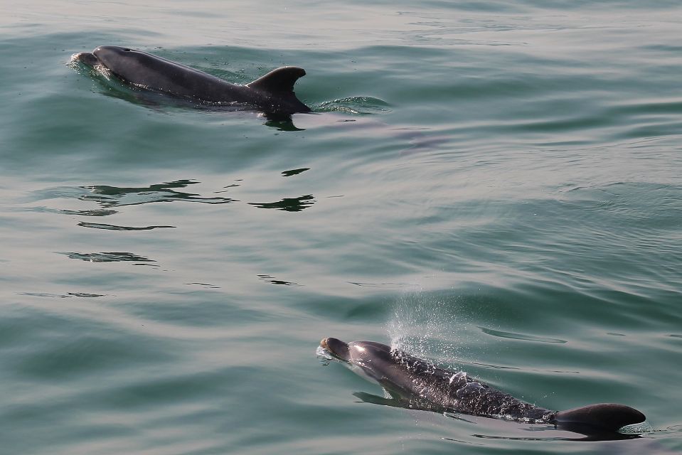 Full-Day Dolphin Watching Tour From Lisbon - Frequently Asked Questions