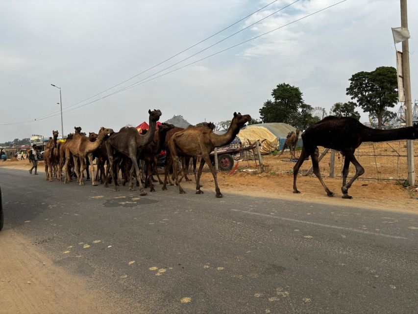 Golden Triangle Tour Pushkar & Jodhpur By Car 7 Nights 8 Day - Frequently Asked Questions