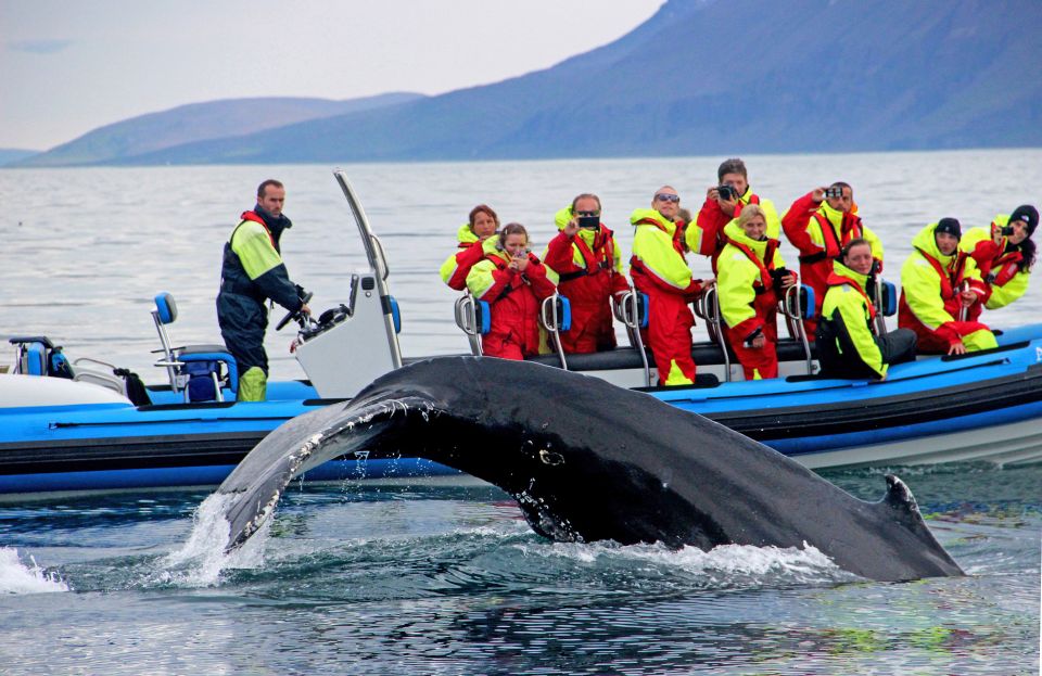 Húsavík: Big Whale Safari & Puffin Island Tour - Frequently Asked Questions