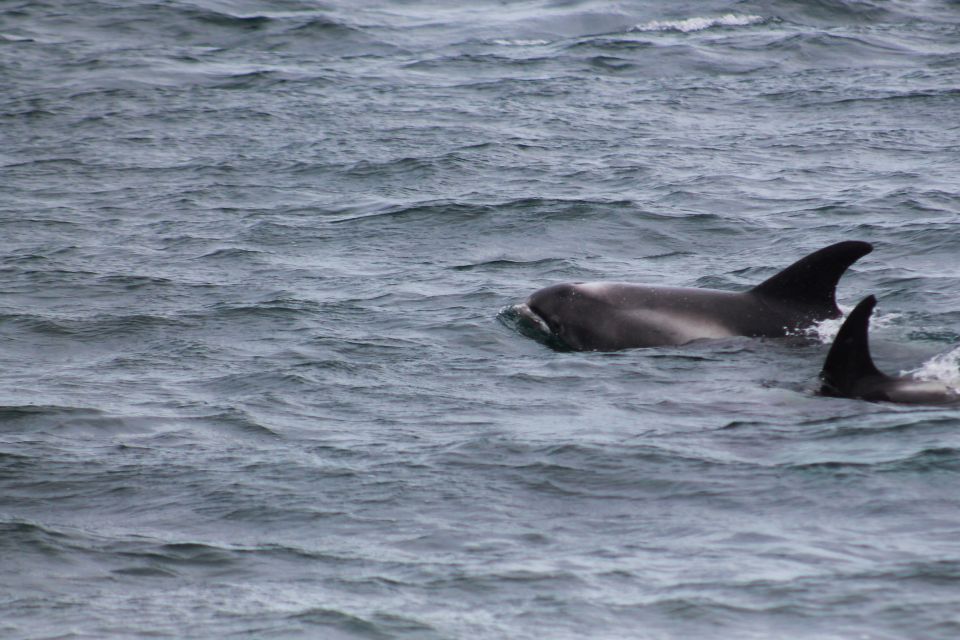 Húsavík: Family-Run and Guided Whale Watching Tour - Frequently Asked Questions