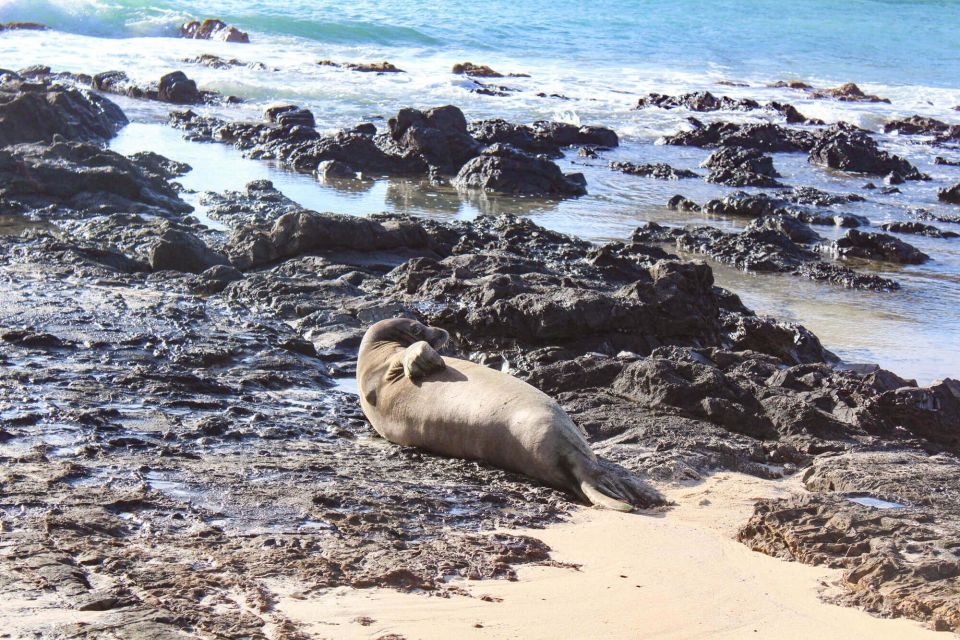 Kailua: Mokulua Islands Kayak Tour With Lunch and Shave Ice - Frequently Asked Questions