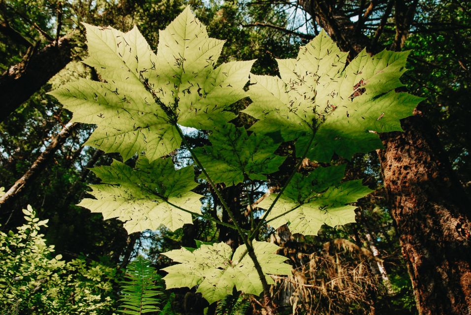 Ketchikan: Rainforest Wildlife Sanctuary & Totem Park - Recap