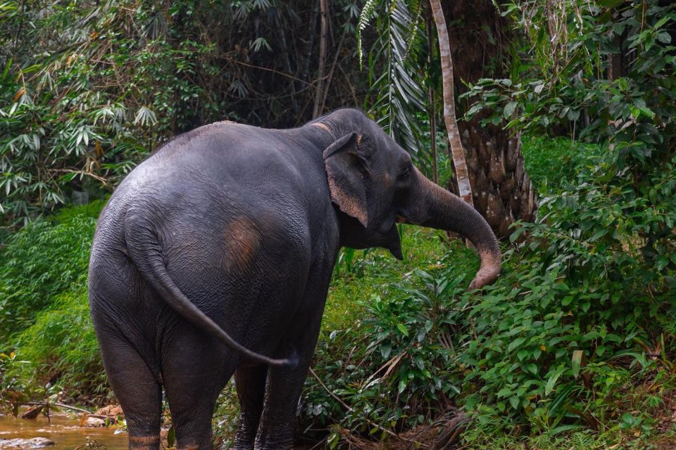 Khao Lak: All-Day Elephant Sanctuary Experience Small Groups - Frequently Asked Questions