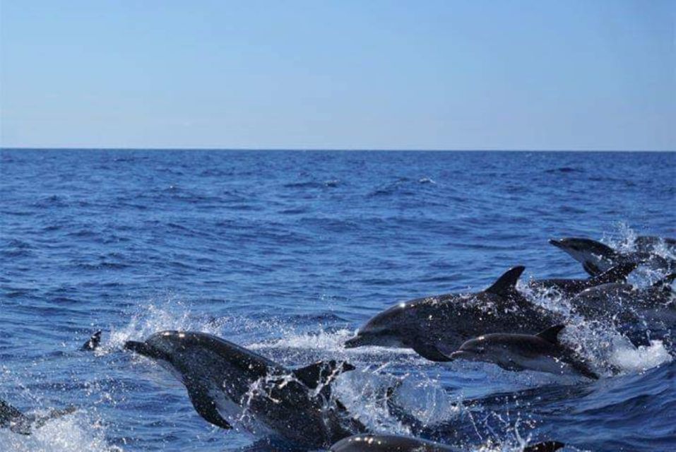 Madeira: Guaranteed Whales or Dolphins Watching Tour - Frequently Asked Questions