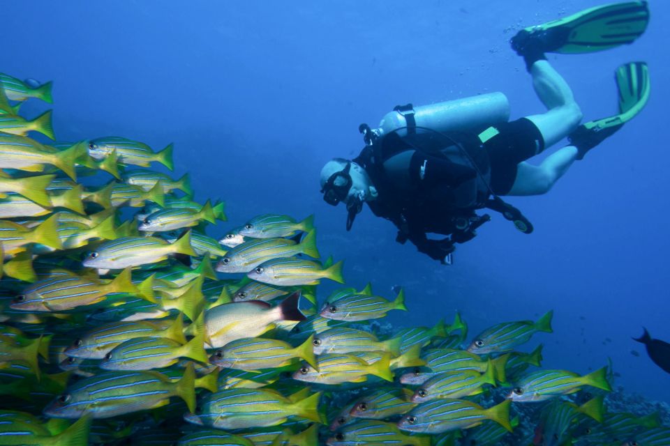 Maui: Eco-Friendly Conservation Dive for Certified Divers - Frequently Asked Questions