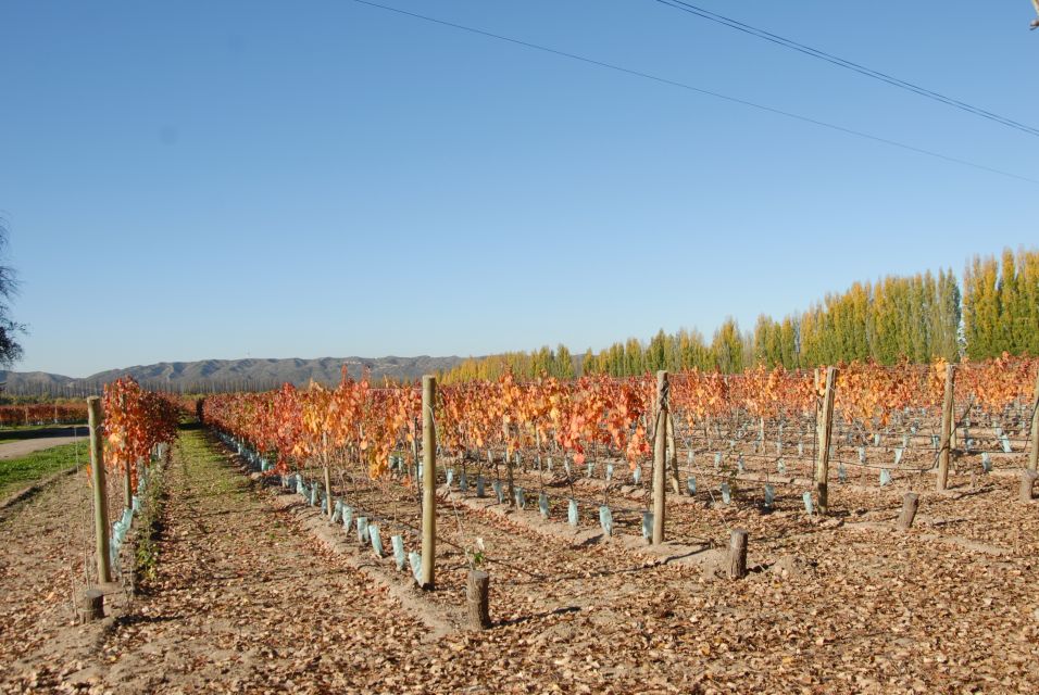 Mendoza: Full Day Wine Tour With 3 Course Lunch - Frequently Asked Questions