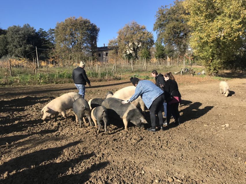 Montepulciano: Cinta Senese Tour With Food Tasting - Frequently Asked Questions