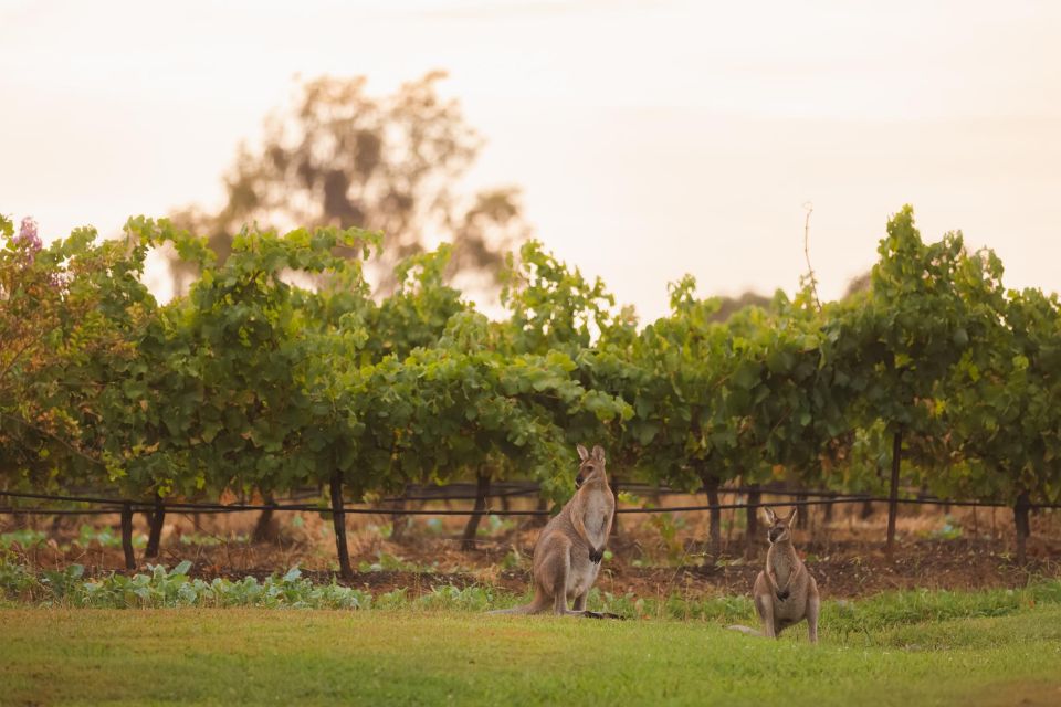 Newcastle: Boutique Hunter Valley Wine Tour - Frequently Asked Questions