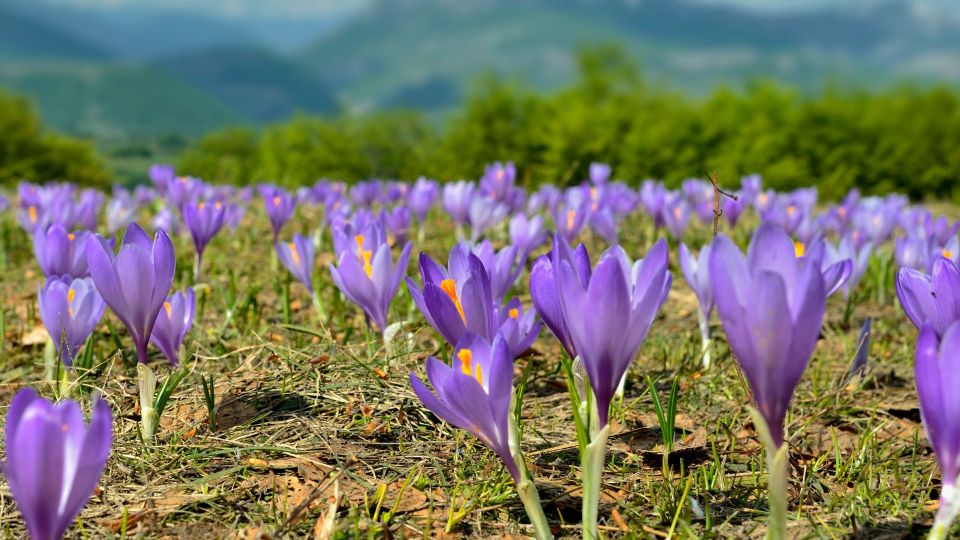 Olmedo: Guided Tour of Saffron Laboratory With Tasting - Recap