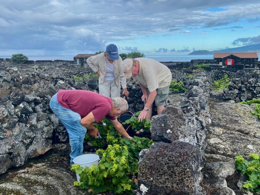 Pico Island: Wine Tasting, Independent Producers & Culture - Frequently Asked Questions