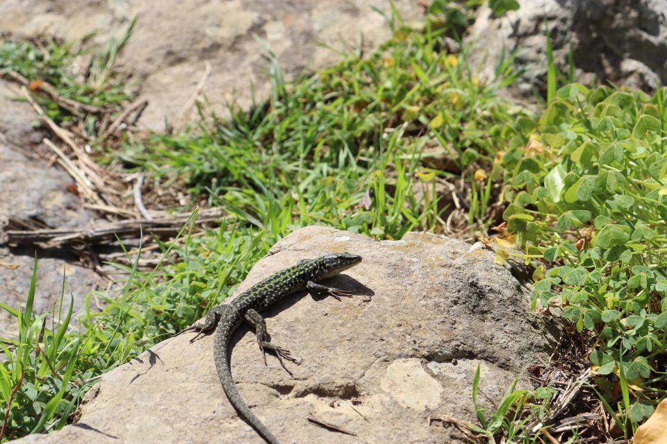 Ponza, Monte Guardia, Guided Nature Walk With a Local Guide - Frequently Asked Questions