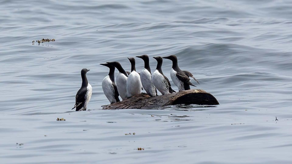 Port Hardy: Sea Otter and Whale Watching - Frequently Asked Questions