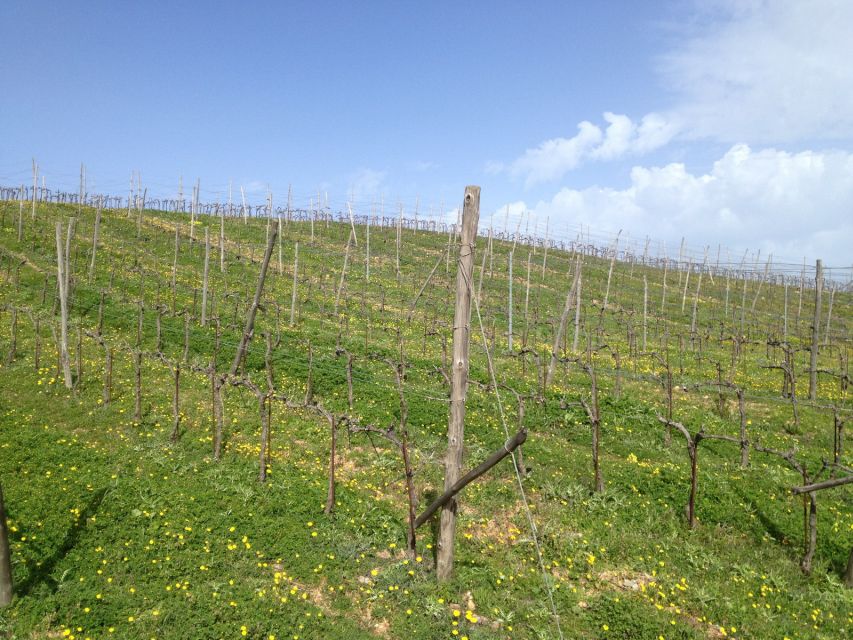 Private Exclusive Manousakis Winery and Vineyard Tour - Frequently Asked Questions