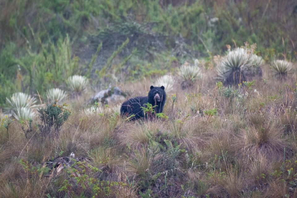 Private Sight Tour Chingaza Paramo From Bogota, Andean Bear - Frequently Asked Questions