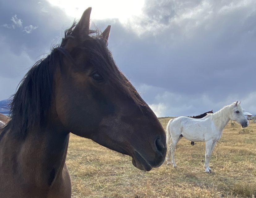 Puerto Natales: Horseback Riding With Horse Connection - Frequently Asked Questions