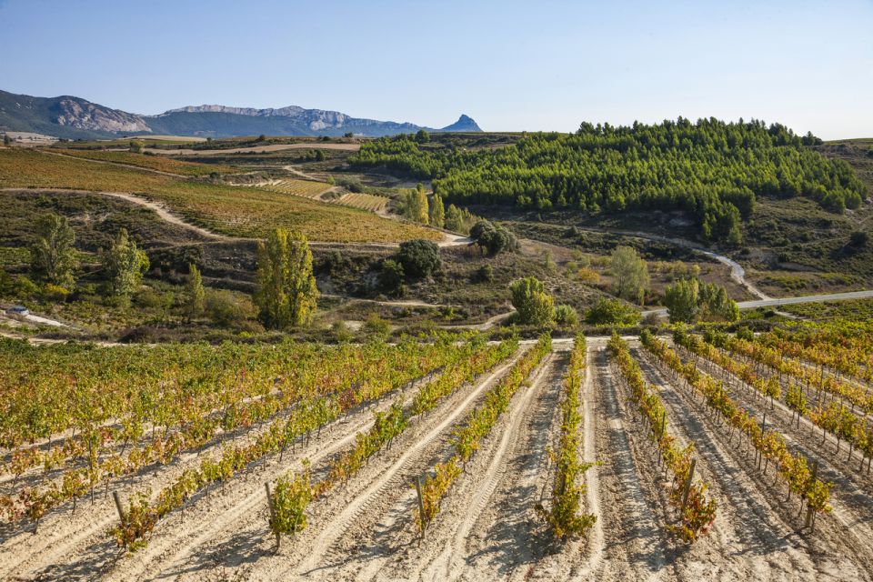 Rioja Winery & Traditional Lunch From Pamplona or Logroño - Frequently Asked Questions