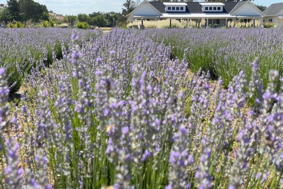 Sacramento: Capay Valley Farm Tour With Lunch & Wine - Recap