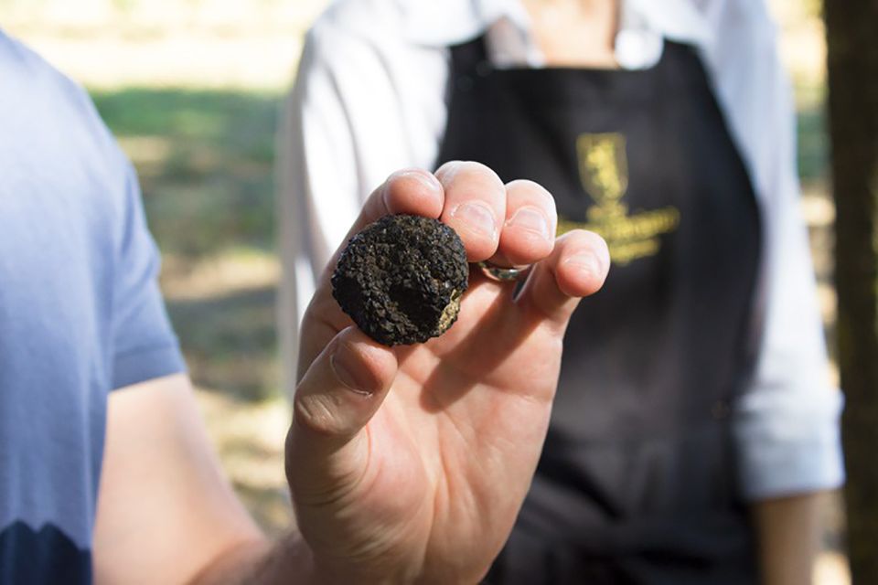 San Gimignano: Truffle Hunting With Lunch & Wine Tasting - Frequently Asked Questions