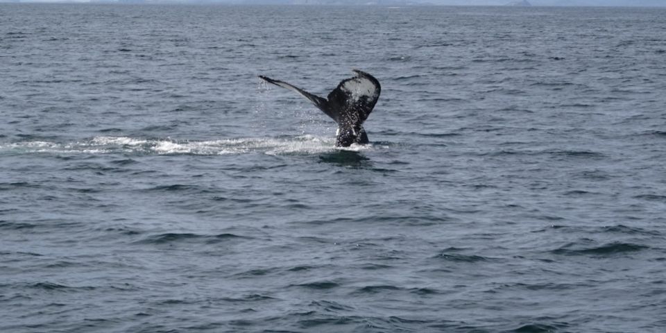 St. John'S: Small Group Tour With Iceberg Quest Boat Cruise - Frequently Asked Questions