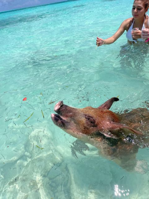 Swimming Pigs & Turtles Ultimate Excursion by Boat 3 Islands - Frequently Asked Questions