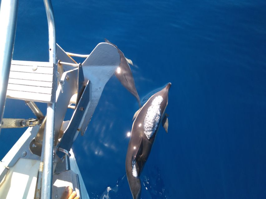 Tenerife: Teide National Park and Dolphins Sailboat Tour - Frequently Asked Questions