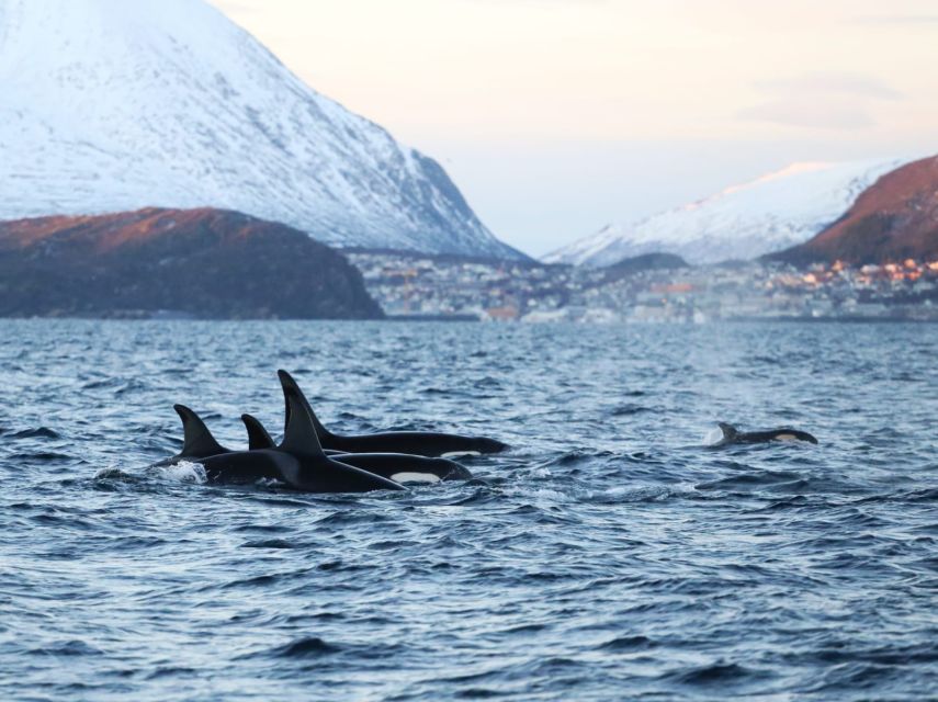 Tromsø 3-Days Whale Watching, Northern Lights & Dog Sledding - Frequently Asked Questions