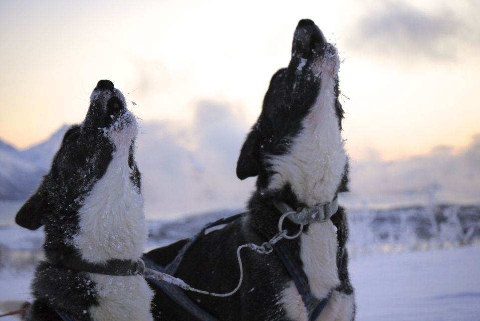 Tromsø: Self-Drive Husky Dog Sledding Adventure - Frequently Asked Questions