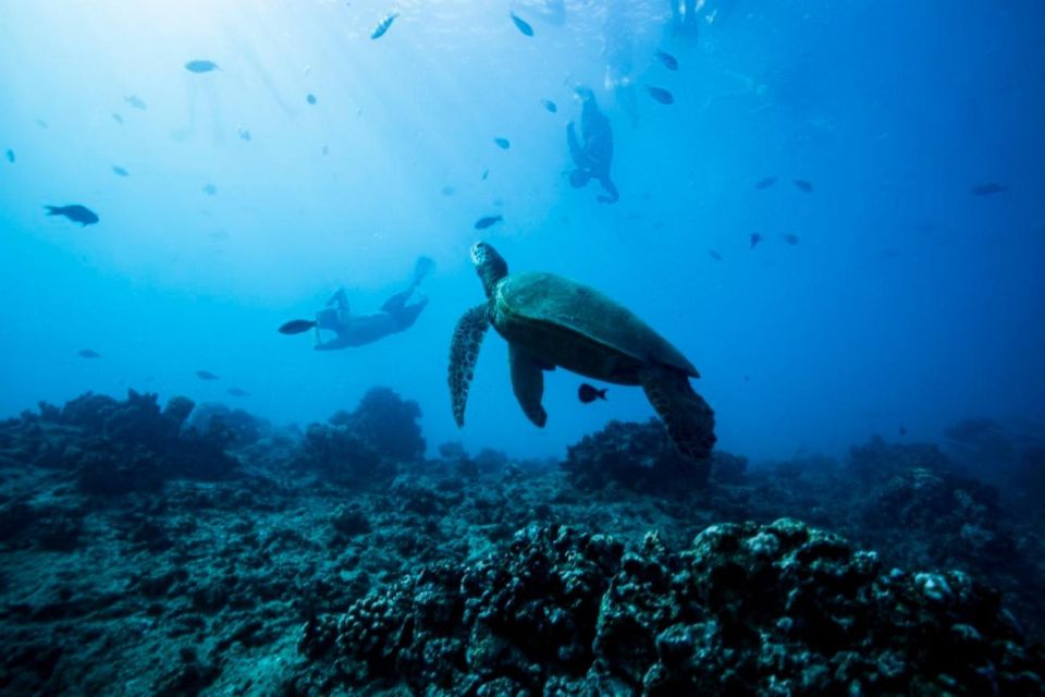 Waikiki: Snorkel Tour With Hawaiian Green Sea Turtles - Recap