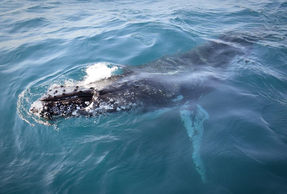 Wilsons Promontory: Whale Spotting Cruise With Lunch - Recap