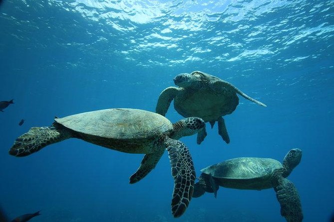 9am Turtle Canyon Snorkel Adventure - Key Points