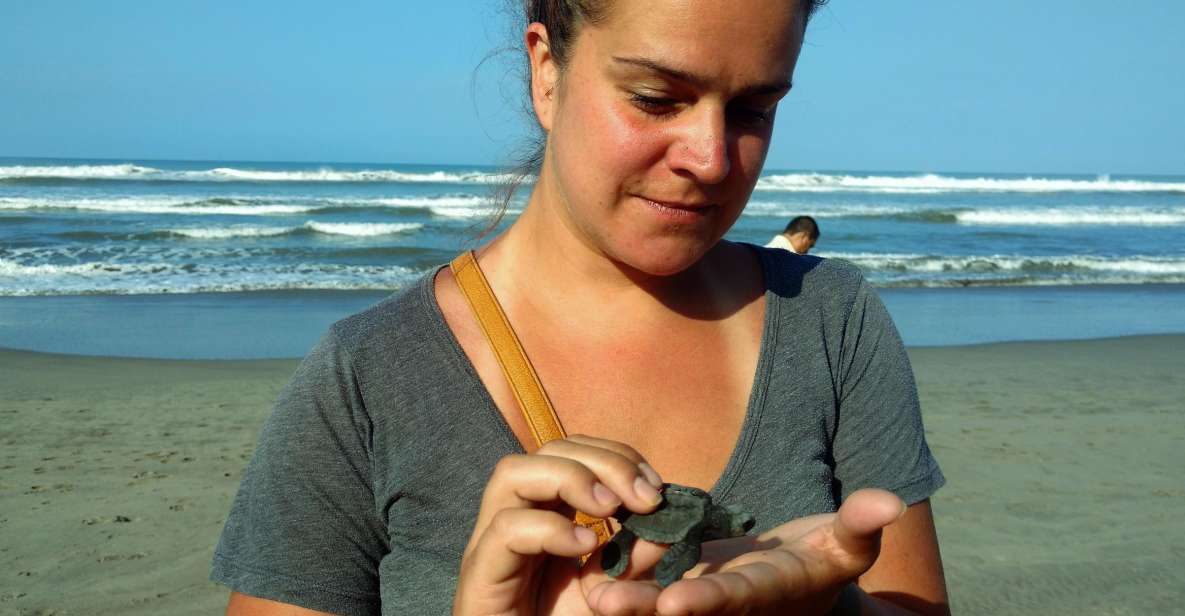 .Acapulco: Baby Turtle Release Tres Palos Lagoon Eco W/Lunch