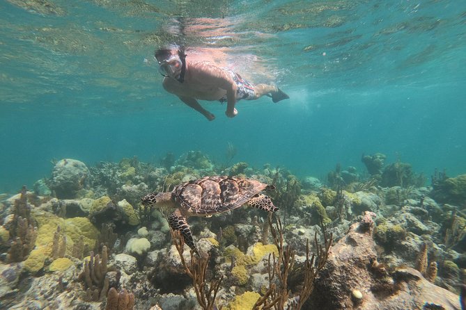 Afternoon Half Day Cruise From Providenciales With Snorkeling and Iguana Island - Overview of the Cruise