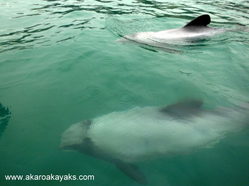 Akaroa: Guided Sea Kayaking Safari at Sunrise - Key Points