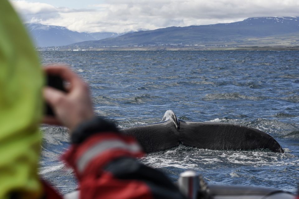 Akureyri: 2–Hour Whale Watching Express by RIB Speedboat - Key Points