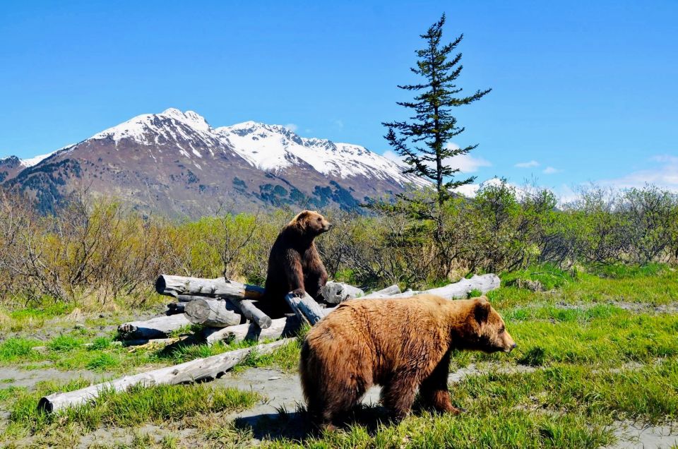 Alaska Wildlife Conservation Center: Admission Ticket - Key Points