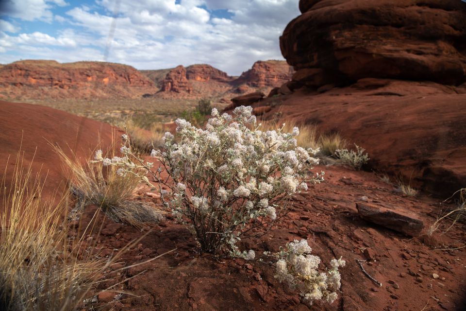 Alice Springs: 4WD Palm Valley Tour With Lunch - Key Points