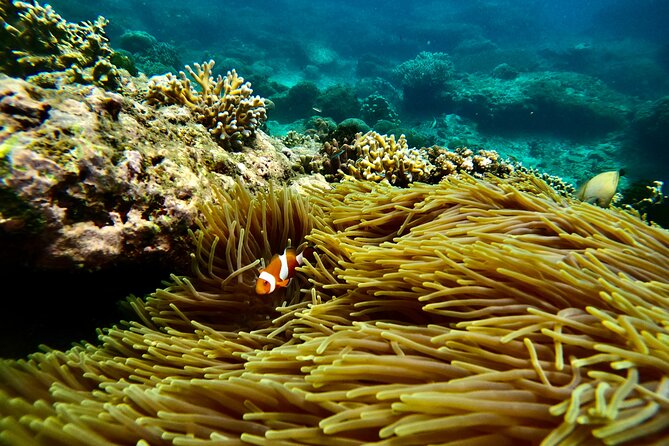 All Inclusive Snorkeling at Blue Lagoon With Lunch - Overview of the Tour