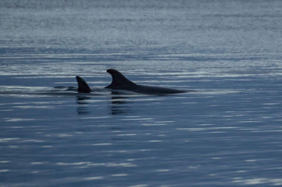 Alta: Alta Fjord Whale Watching Tour - Good To Know