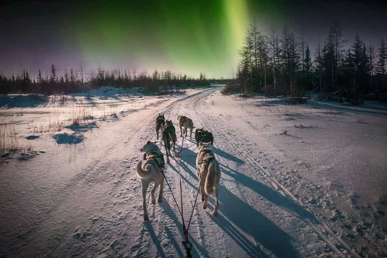 Alta: Dog Sledding Trip Under the Northern Lights - Good To Know