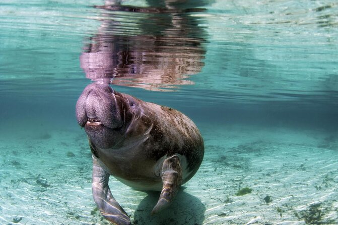 Amazon Rescue Center - Manatees Conservation Center Admission Ticket - Key Points